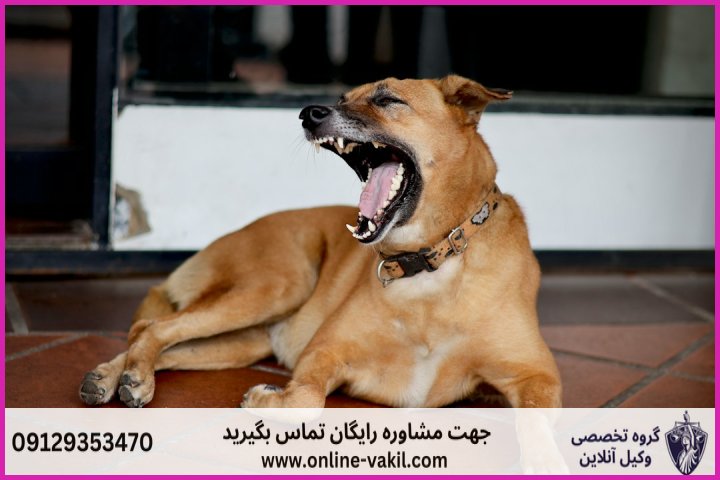 شکایت از نگهداری سگ در آپارتمان